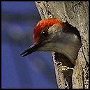 Red-bellied Woodpecker
