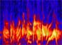 Bell's Vireo Spectrogram
