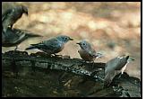 Bluebirds and Waxwings