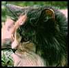 Cat watching