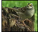 White-throated sparrow