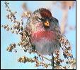 Common Redpoll