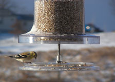 All Weather Feeder and Goldfinch