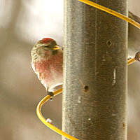 Common Redpoll