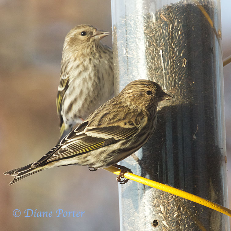 Pine Siskins