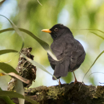 Black Thrush