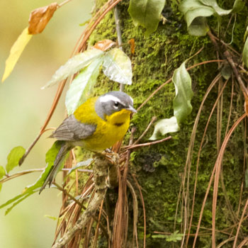 Crescent-chested Warbler