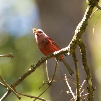 Pink-headed Warbler