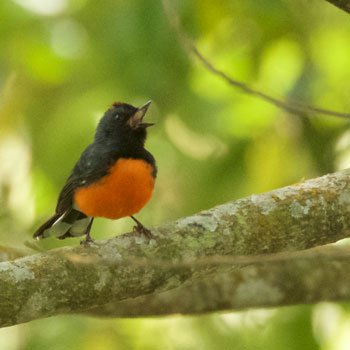 Slate-throated Redstart
