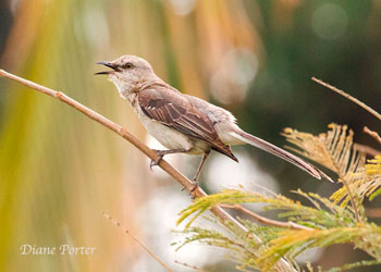 Tropical Mockingbird