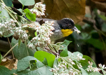 White-naped Brush-Finch