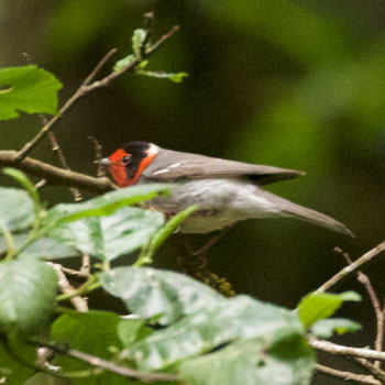 Red-faced Warbler