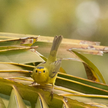 Wilson's Warbler
