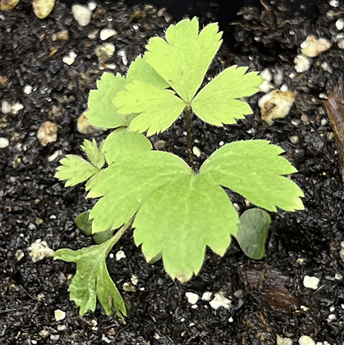 Tall Thimbleweed seedling