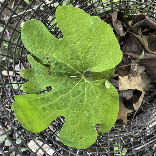 Bloodroot leaf