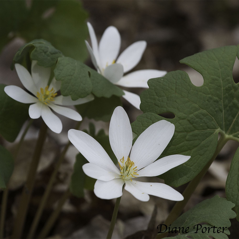 Bloodroot and its Seeds