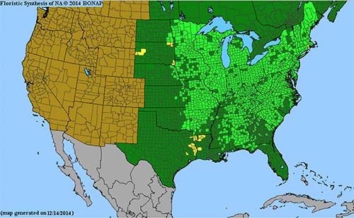Range of Bloodroot