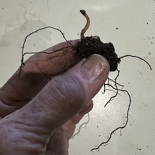 Bare root of Maidenhair Fern