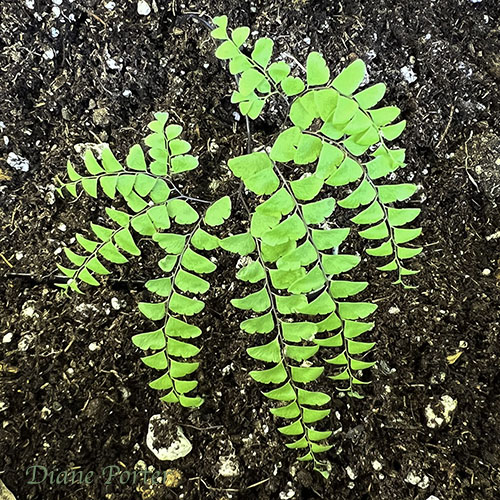 Maidenhair Fern