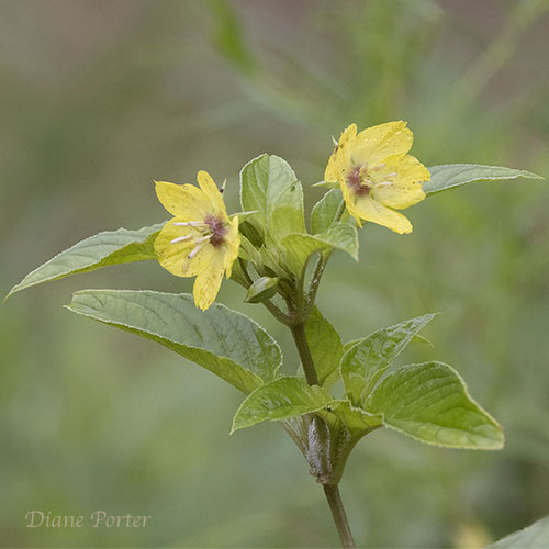 Fringed Loosestrife