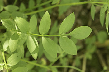 Jacob's Ladder leaves