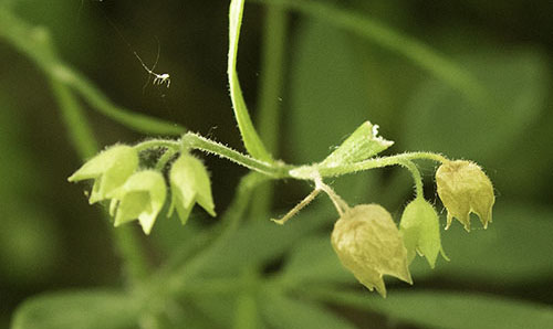 Jacob's Ladder Seed Pods