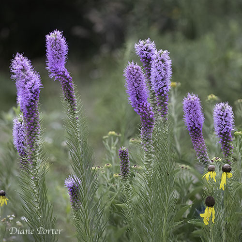 Prairie Blazing Star