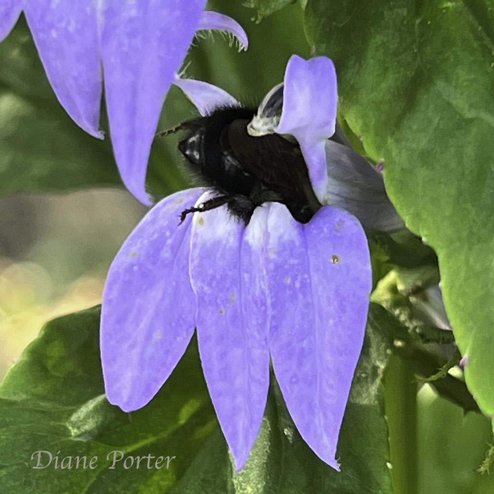 Lobelia bumps bee