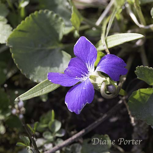 Common Blue Violet