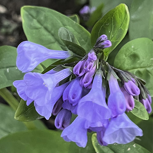 Virginia Bluebells