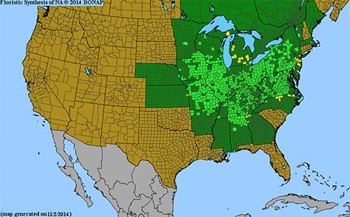 Range of Virginia Bluebell