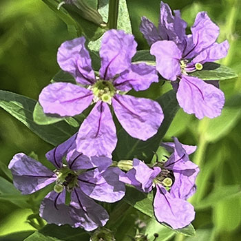 Winged Loosestrife