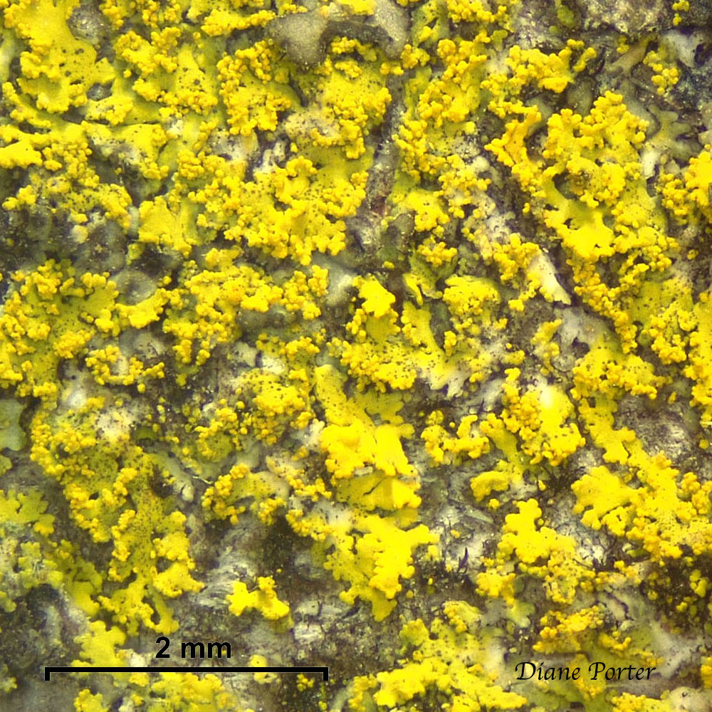 Lacy Lemon Lichen