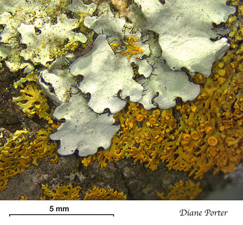 Ruffle Lichen