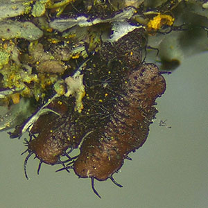 Underside of the ruffle