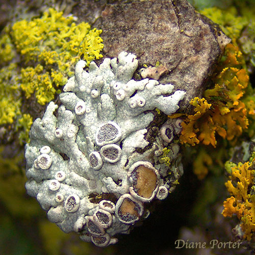 Hoary Rosette Lichen