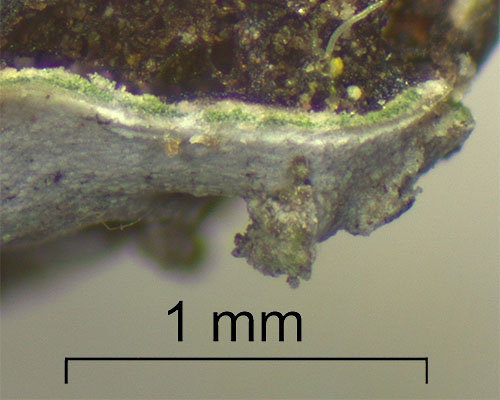 Green photobiont layer