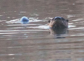 River Otter