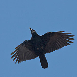 American Crow