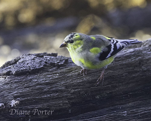 American Goldfinch