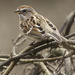 Brush Piles with American Tree Sparrow
