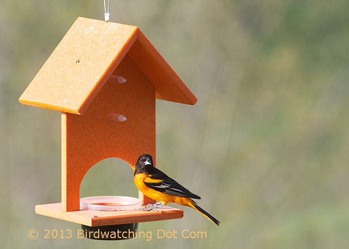 Baltimore Oriole Chows Down At The Fruit Jelly Cafe