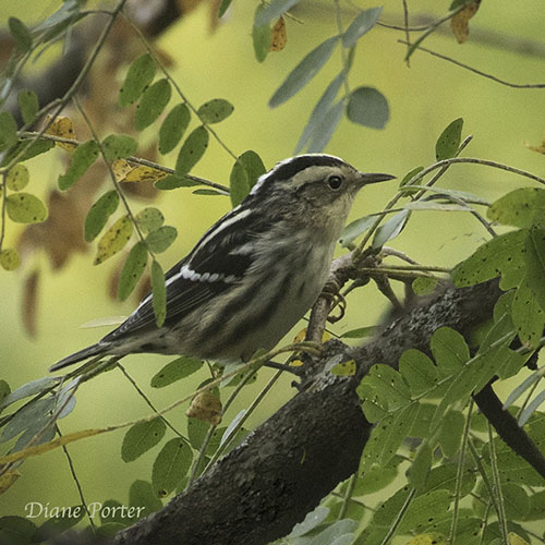Black-and-white Warbler among Honey Locust trees