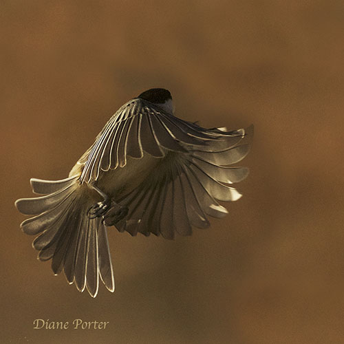Black-capped Chickadee