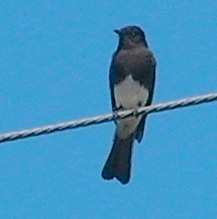 Black Phoebe
