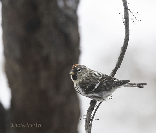Common Redpoll