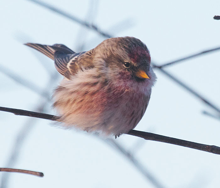 Common Redpoll