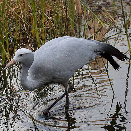 Blue Crane in Wetland