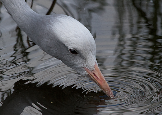 Blue Crane