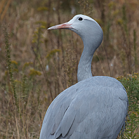 Blue Crane